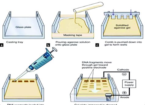 Dna Electrophoresis Apparatus