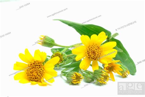 Arnica Mountain Tobacco Medicinal Plant Arnica Montana Stock