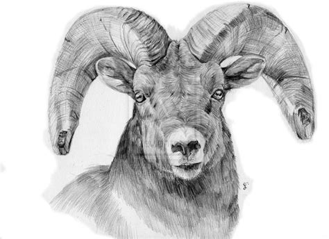 Bighorn Sheep Drawing At Explore Collection Of