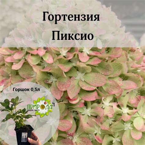 Гортензия Пиксио - купить с доставкой по выгодным ценам в интернет ...
