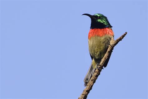 Eastern Double Collared Sunbird Holmen Birding Safaris