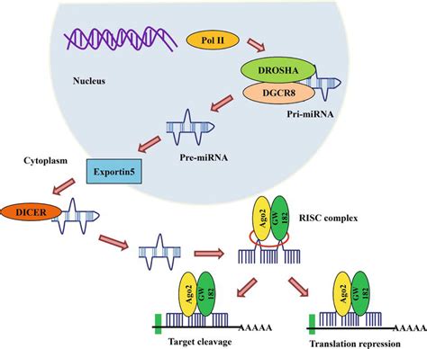 Roles Of Non Coding Rnas In Transcriptional Regulation Intechopen