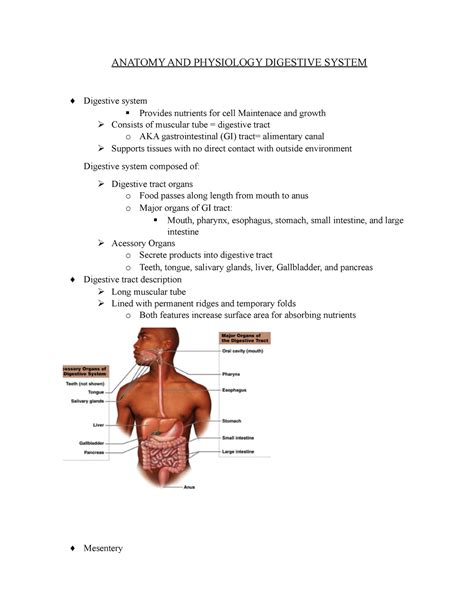 Anatomy Digestive System Anatomy And Physiology Digestive System