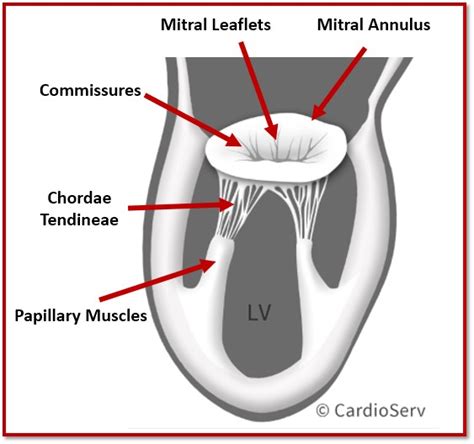 Mitral Valve Anatomy Name 5 Components Cardioserv