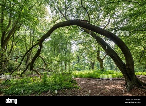 A Large Bent Tree Forming An Arch In Woodland Near Worcester UK Stock