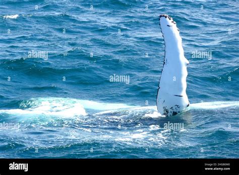 Whale Watching From Harbour Iceland Reykjavik Stock Photo Alamy