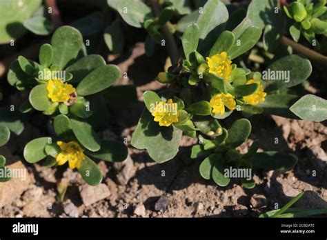 Portulaca Oleracea Common Purslane Wild Plant Photographed In The