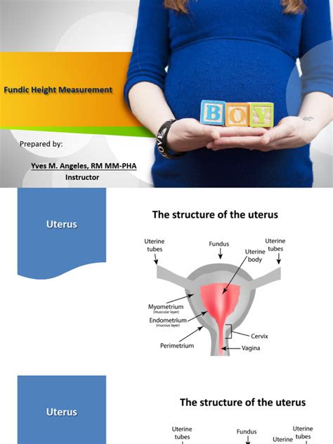 Fundic Height Measurement Pdf Uterus Gynaecology