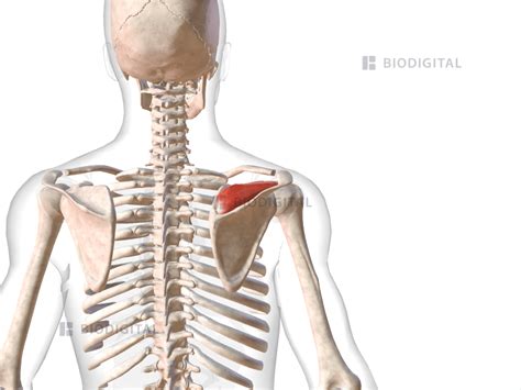 Right Supraspinatus Biodigital Anatomy