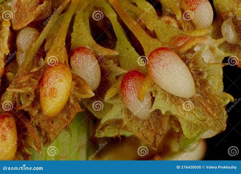 Broad Leaved Dock Rumex Obtusifolius Subsp Obtusifolius Fruit