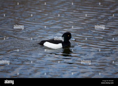 Male Tufted Duck Aythya Fuligula Swimming Alone On Wind Blown Lake