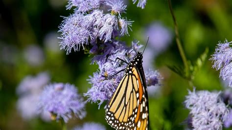 27 Beautiful Texas Wildflowers