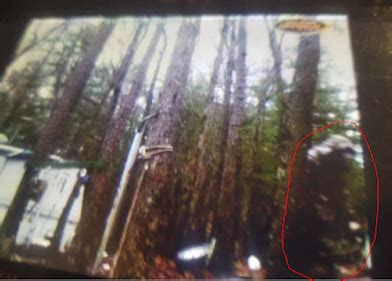 RMSO Bigfoot On Twitter Sasquatch Captured On Camera Details Of