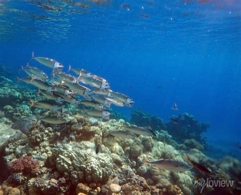 Stunning Undersea Coral Reef View Red Sea Egypt Sharm El Sheikh Wall