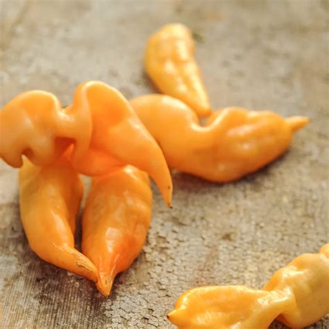 Sugar Rush Peach Hot Pepper Seeds Baker Creek Seeds