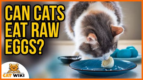 Can Cats Eat Raw Eggs And What About Cooked Eggs Youtube