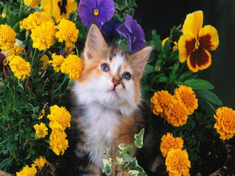 Cat With Flowers Wallpaper Cats Wallpaper 36915309 Fanpop