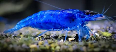 Neocaridina Et Caridina Crevettes D Aquarium Eau Douce Shrimp Delice