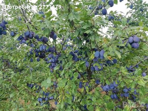 Сливи за ракия в Домашни продукти в гр. Бяла Слатина - ID37539212 ...