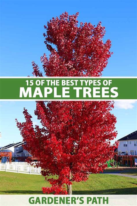 15 Of The Best Types Of Maple Trees To Grow At Home Gardeners Path