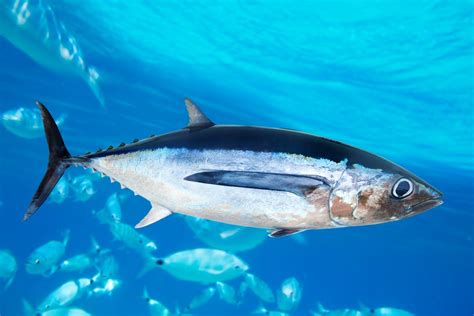 Albacore Vs Yellowfin Tuna An Easy Guide Gary Spivack