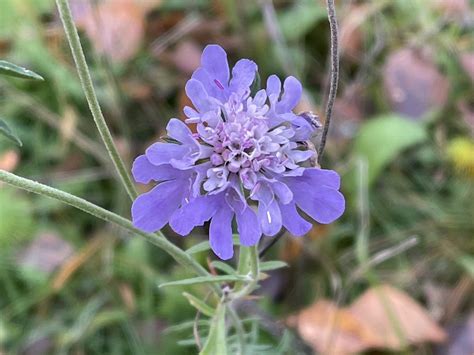 Tauben Skabiose Tauben Skabiose Scabiosa Columbaria C Flickr