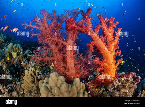 Red Soft Coral Dendronephthya Sp Elphinstone Reef Red Sea Egypt