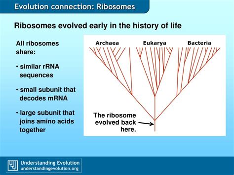 PPT Evolution Connection Ribosomes PowerPoint Presentation Free