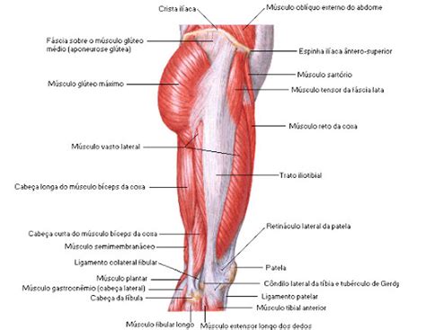 Músculos da Coxa