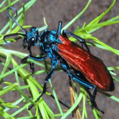 The Gentle Desert Tarantula – Arizona Daily Independent