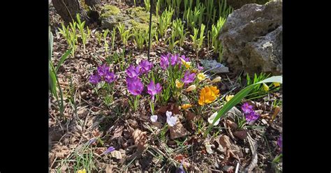 Crocus Chrysanthus Mischung Botanische Krokusse Bamberger