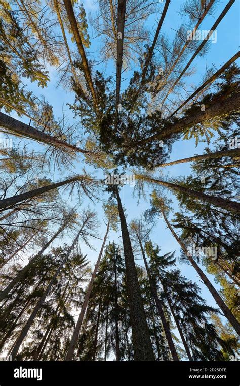 Tall pine trees Stock Photo - Alamy