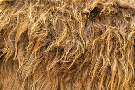 Thick Brown Fur Skins Fur Of A Bull Stock Photo Image Of Fluffy