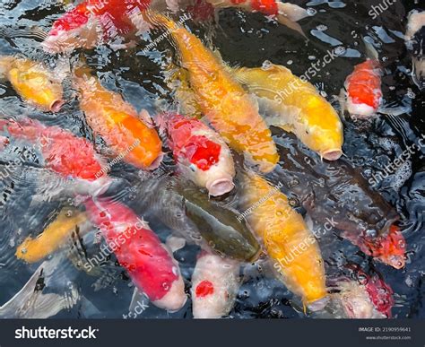 Big Colourful Koi Fish Japanese Pond Stock Photo 2190959641 | Shutterstock