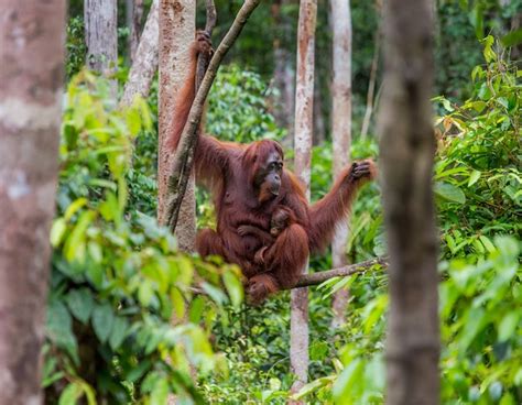 Hembra Del Orangut N Con Un Beb En Un Rbol Indonesia La Isla De