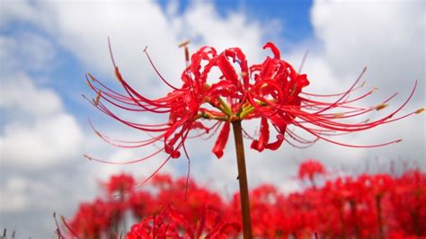 曼珠沙華（彼岸花）の意味や花言葉は？色ごとの違い、開花の季節や時期、どんな花か エンタメlab