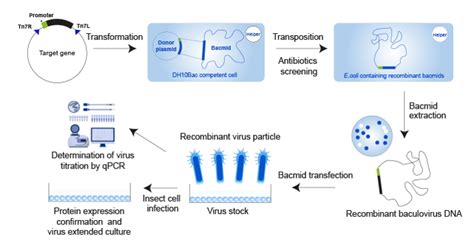 Baculovirus Insect Cell Expression Protein Service 바이오닉스