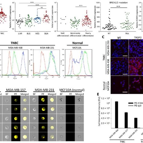 Differential Expression Of Icam In Human Tnbc Cells Versus Normal