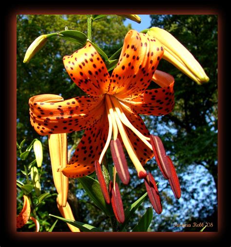 My Lilly S Bloomed I Love These Turk Cap Lily S They C Flickr