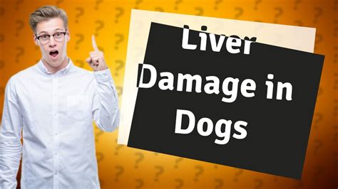 What Are The Signs Of Liver Damage In Dogs Youtube