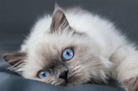 Le Ragdoll, le chat idéal