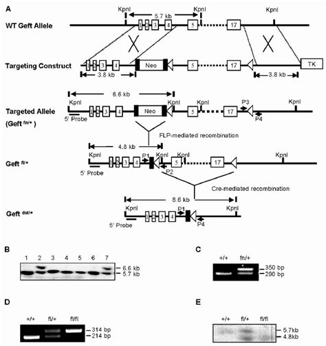 Generation Of The Geft Conditional Null Allele A Schematic