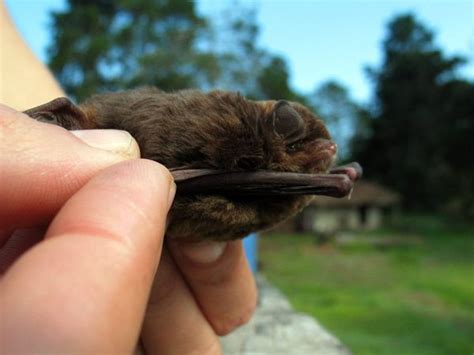 African Bat Pictures National Geographic African Small Pets Bat