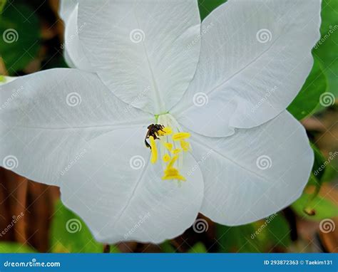 Bauhinia Acuminata Is A Species Of Flowering Shrub Native To Tropical