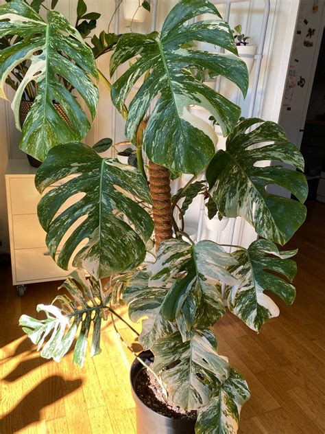 Stor Hel Plante Monstera Variegata Med 12 Blader FINN Torget