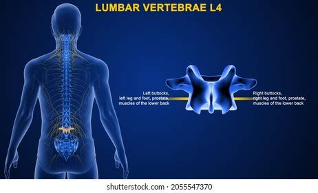 Lumbar Vertebrae L4 Bone Anatomy Labeled Stock Illustration 2055547370 ...