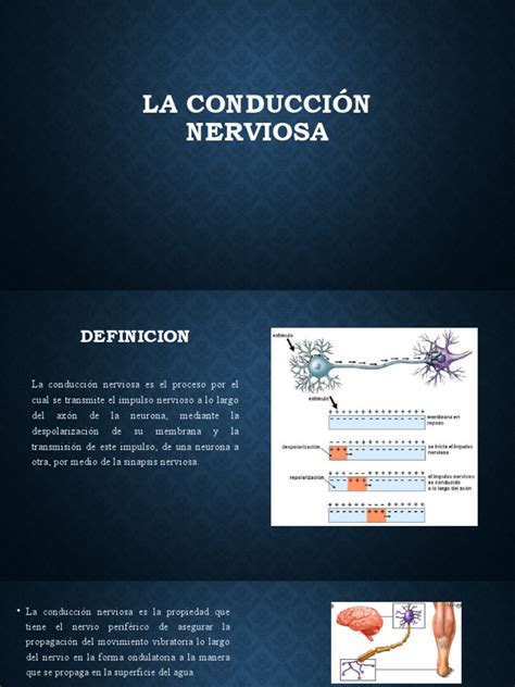 La Conducción Nerviosa Pdf Axon Sistema Nervioso