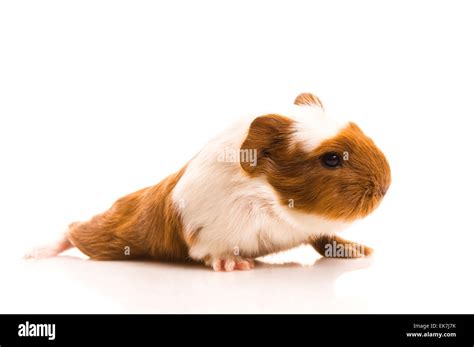 baby guinea pig Stock Photo - Alamy