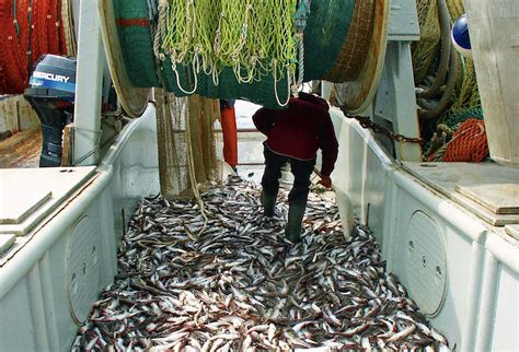 Big Fight Looms At Board Of Fish Meeting Over Prince William Sound