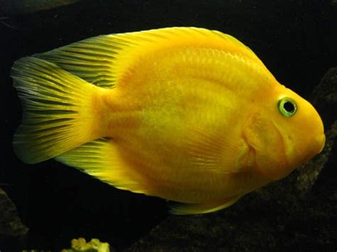 yellow parrot fish | Parrot fish, Aquarium fish, Tropical fish